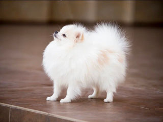 Spitz pomeranian