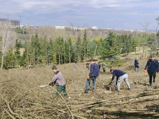 Curățarea copacilor de crengi uscate! foto 14
