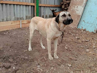 Kangal