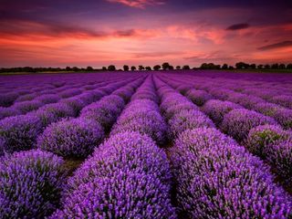 Lavanda