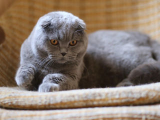 Montă - imperechere,cu motan scottish fold foto 5