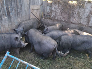 Свинки foto 5
