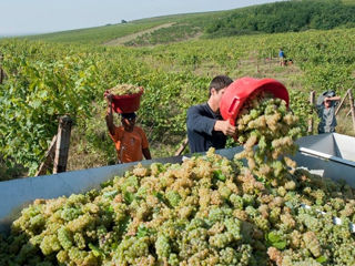 Poama / Struguri pentru Vin cele mai bune soiuri , stropite , Factura , ofertă specială foto 6