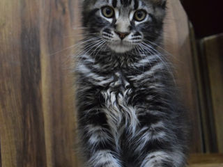 Main Coon foto 3