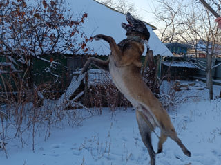 Ciobanesc belgian malinois la împerechere foto 4