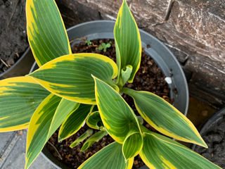 Vand diverse plante foto 3