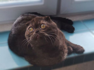 Чистокровный шотландский котик Scottish fold! foto 1