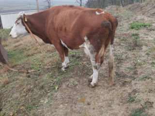 Vând vaca  sa fete in ianuarie foto 3