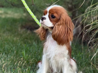 Кавалер чарльз кинг спаниель Cavalier King Charles Spaniel foto 3