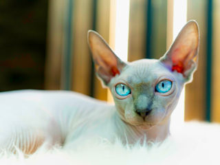 Blue point Sfinx cat