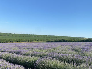 Vând teren agricol (Lan de Levantica) foto 1