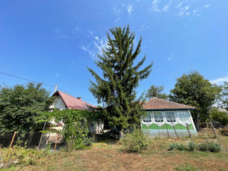 Casa minunata in satul Zimbreni + 14ari foto 4