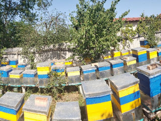 Продам пчелосемьи foto 2