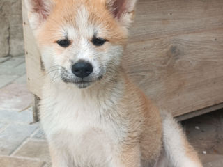 Akita inu foto 8