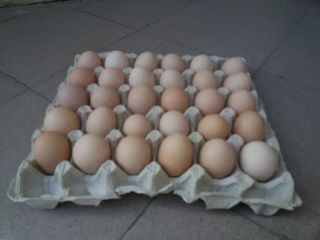 Яйца Светлой и Курапатчатой Брамы по 20 лей!!! foto 5