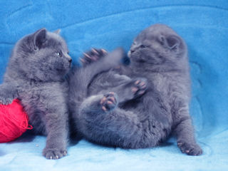 Pui superb scottish fold! Rasa pura.