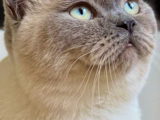 Motan de rasă pentru împerechere ( monta)– invităm pisici acasă la noi.  Кот для вязки ! фото 0