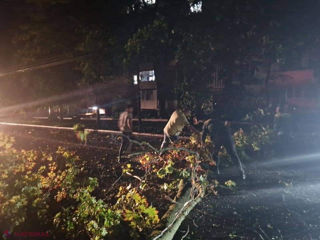 Interventii de urgenta in urma furtunii de aseara! Taiere copaci, crengi periculoase! foto 8