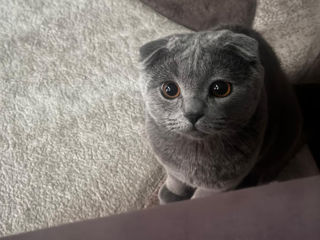 Scottish Fold foto 2