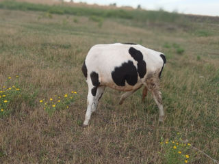 Se vinde vitica din vaca buna foto 7