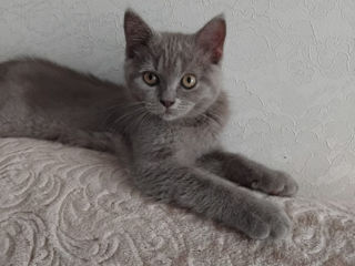 Spre adoptie pui pisica British Shorthair foto 4