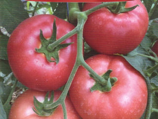 Seminte de tomate Roz Hibrid ( Bursa Tohum ) foto 6