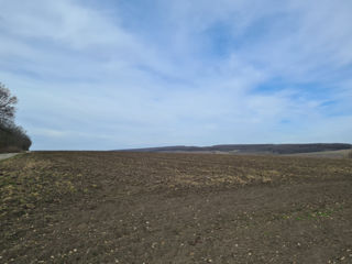 Vand 25 ha teren agricol r-n.Donduseni. foto 3