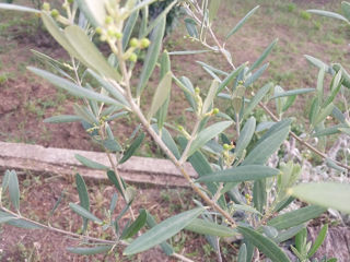 Даа оливковых дерева в кадкпх