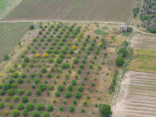 Teren agricol 4,87 ha Orhei, com.Pelivan foto 2