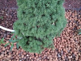 Soluție de tratare,reanimare(conifere) brazi,tui,pini,floră ,pomicultură. foto 6