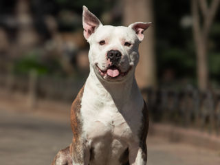 Вязка. Чистокровный Стаффорд. Amstaff с родословной foto 0