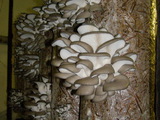 Miceliu, spori de ciuperci de import. Calitate superioara la cel mai bun pret foto 2