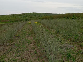 Teren Agricol,  Cătină,  Business agricol la cheie fără investiții foto 7