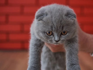 British shorthair foto 3