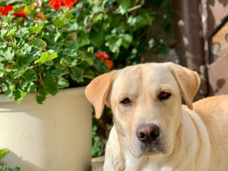 Labrador, cauta pereche foto 2