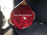 101 trandafiri / 101 роза. foto 7
