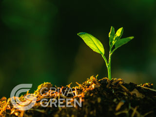 Fertilizanți și stimulatori de creștere foliari - Grival Green foto 1