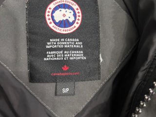 Canada goose foto 3