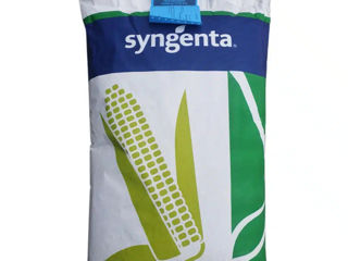 Hibrizi de porumb Syngenta