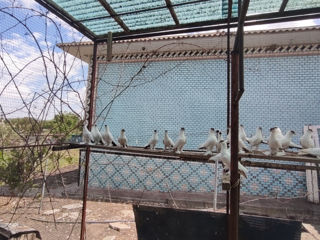 Porumbei foto 2