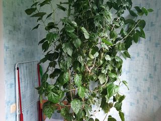 Ficus benjamin 1,5m китайская роза, dracena,Zamioculcas, Spathiphyllum, orhidei foto 2