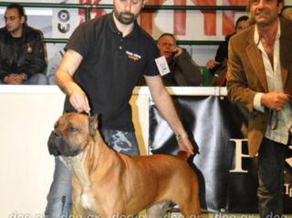 Cane corso foto 9