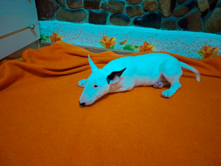 Bull Terrier