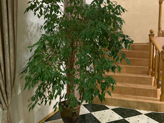 Floare de casa Ficus
