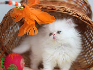 Эксклюзивный персидский белоснежный котенок! Доставка по Кишиневу.