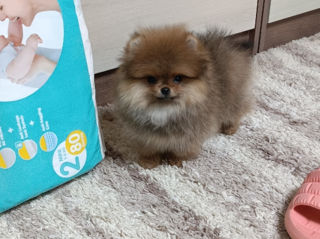 Micro Super mini(toi) Spitz's Pomeranian