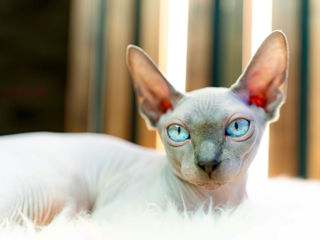 Blue point Sfinx cat foto 3