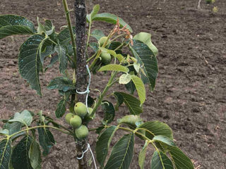 Grafted walnut seedlings export foto 3