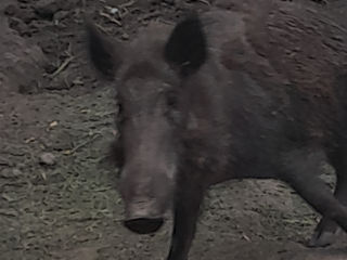 Se vinde porci salbatici