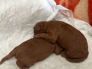 Toy poodle, red brown foto 3